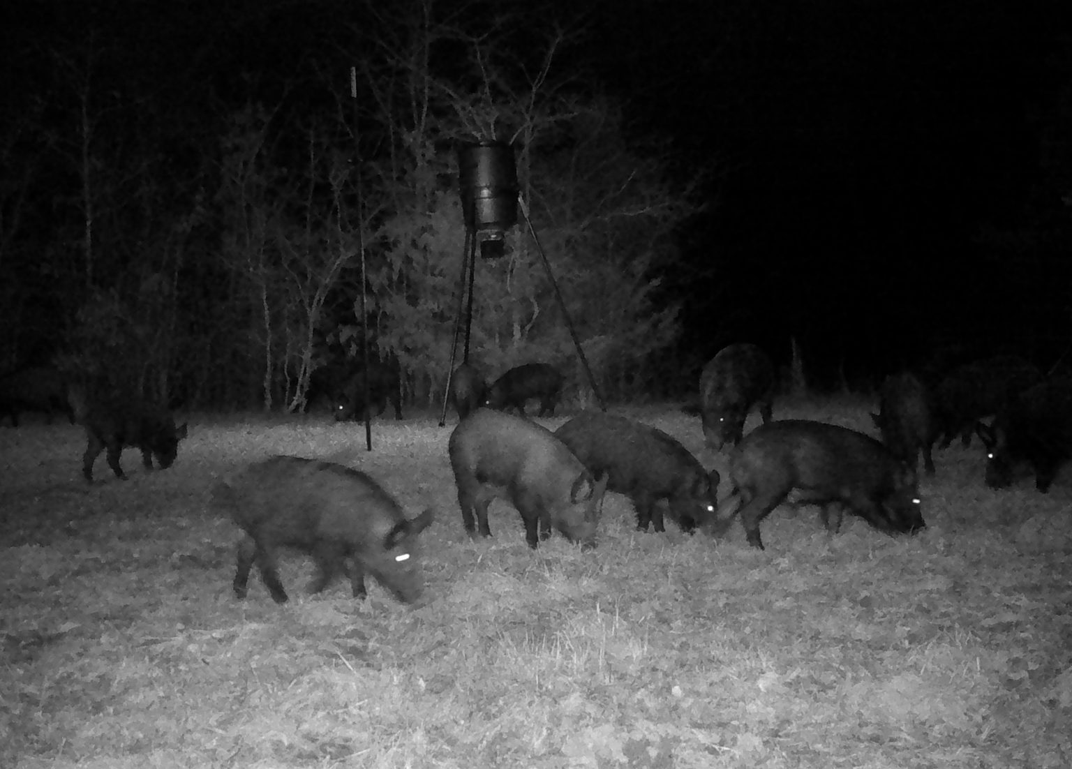 Free Range Texas Hog Hunting Location 85 miles East of Dallas