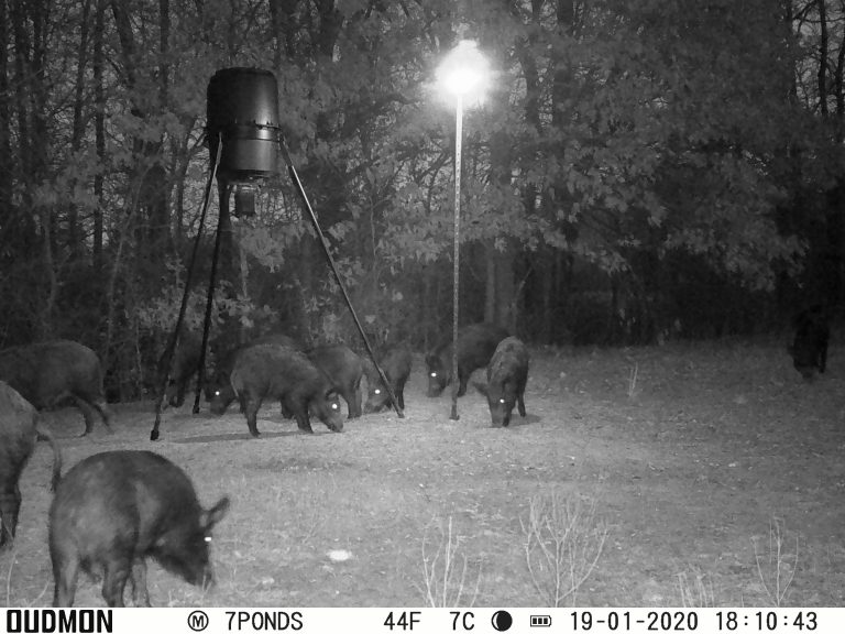 Texas Hog Hunting Game Camera Picture