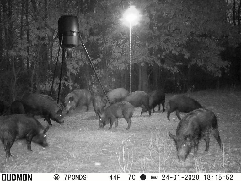 North East Texas Hog Hunting