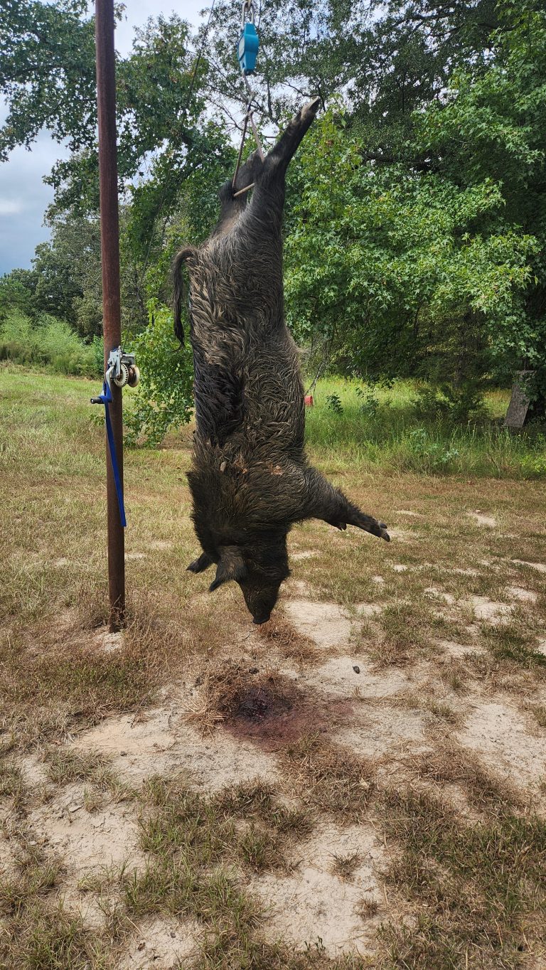 Big Texas Wild Hog