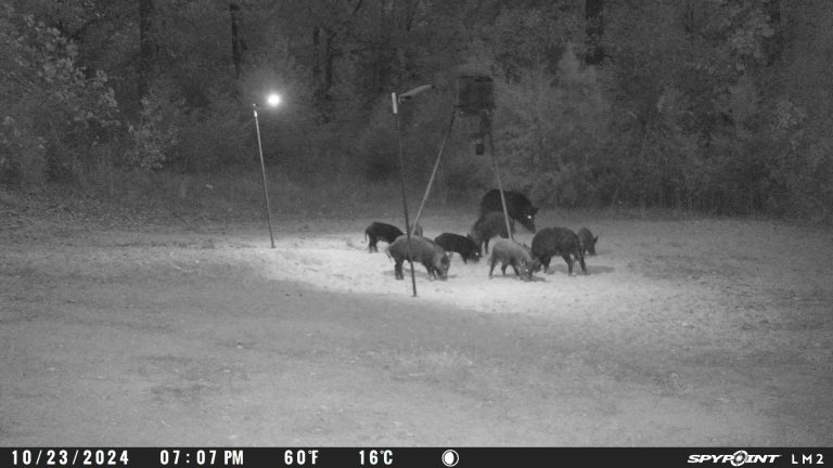 Texas Hog Hunting