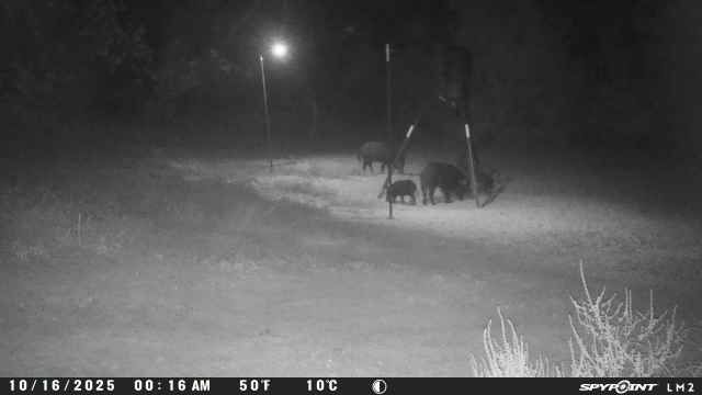Texas Wild Hogs