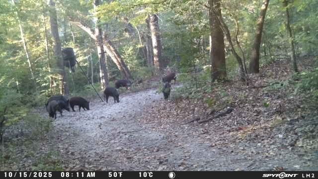 East Texas Wild Hog Hunting
