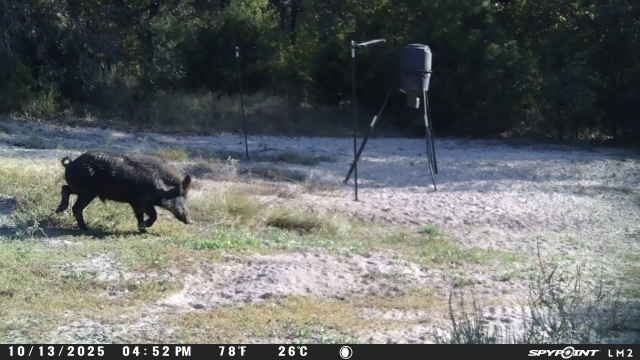 Texas Pig Hunting