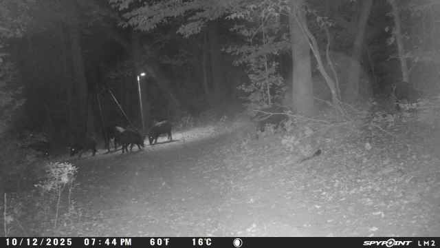 Texas Wild Hog Hunting