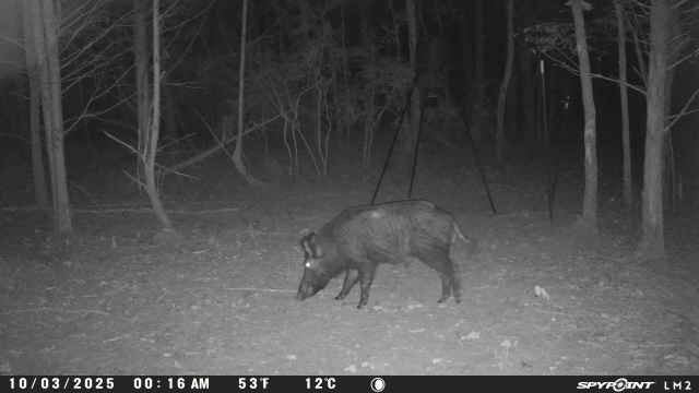 Texas Wild Pig Hunting